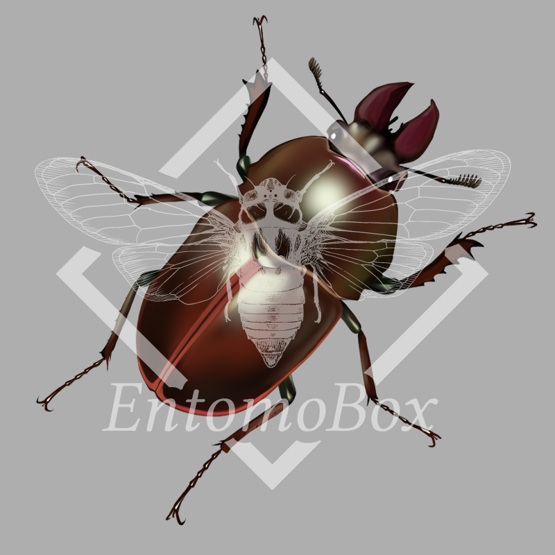 チリクワガタ（♀）