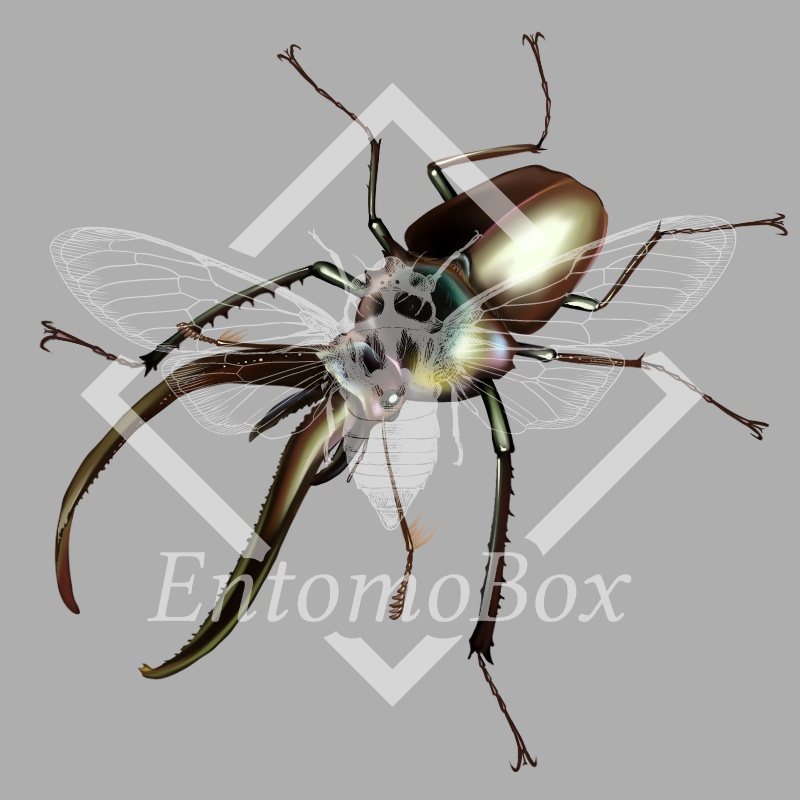 チリクワガタ（♂♀セット）