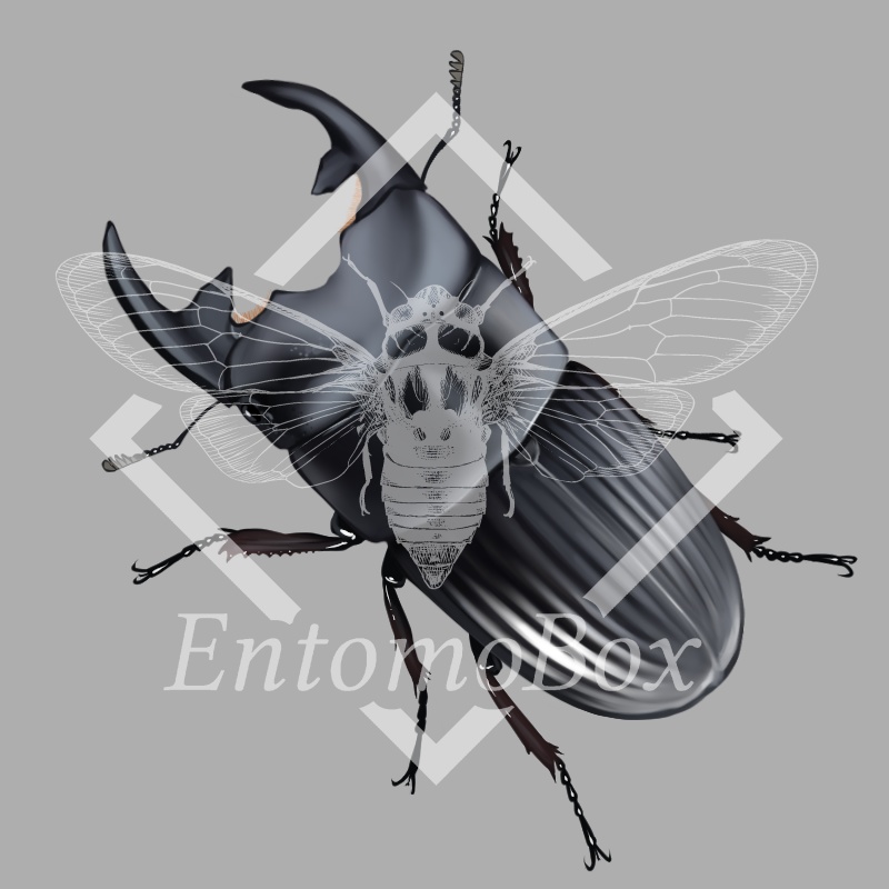 プンクティペンニスネブトクワガタ