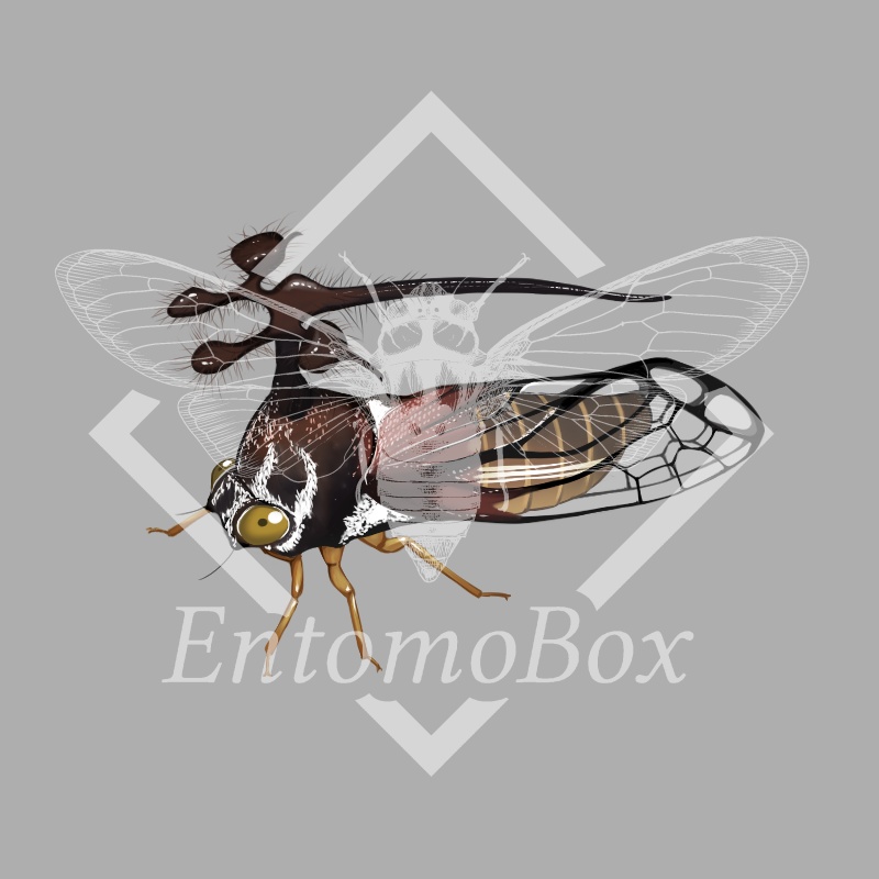 ヨツコブツノゼミ