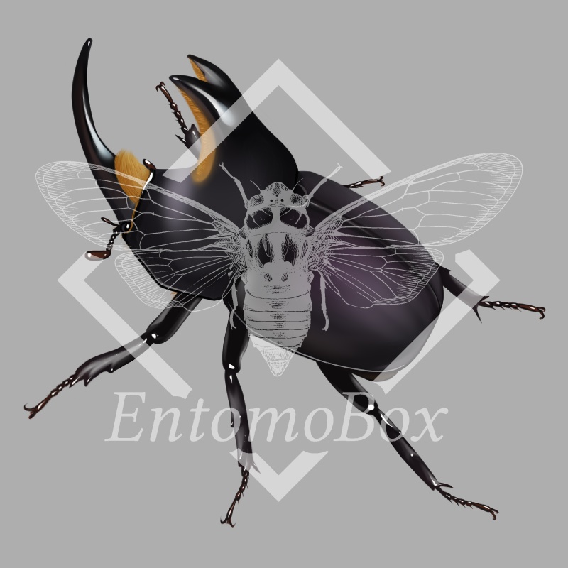 アブデルスツノカブト