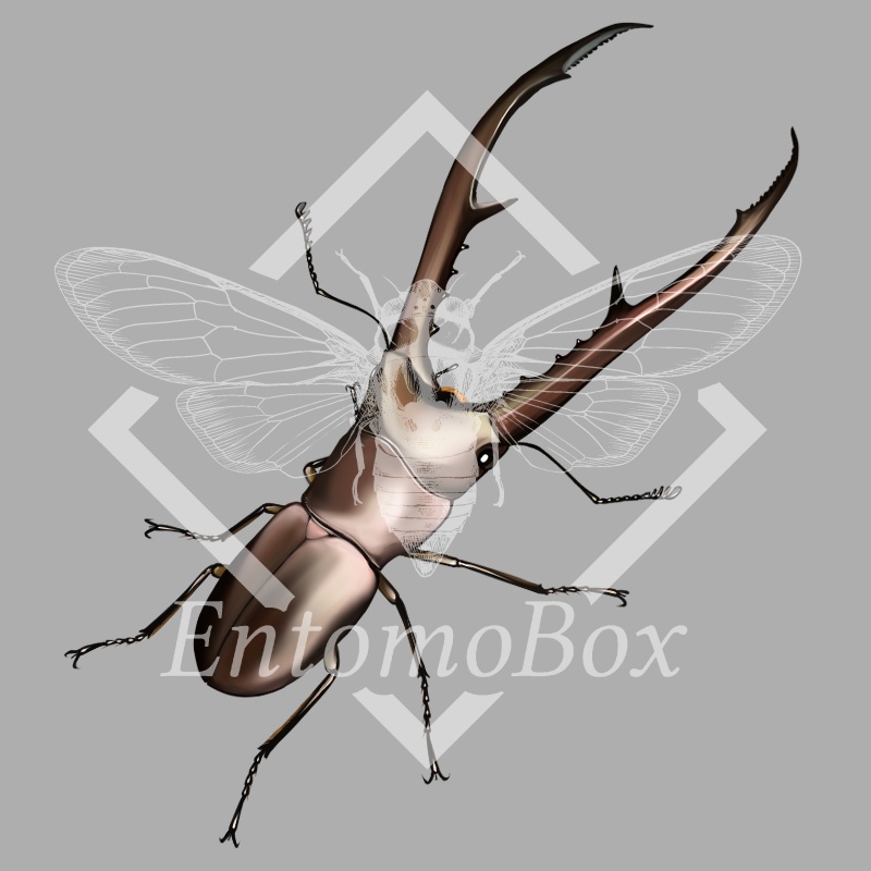 メタリフェルホソアカクワガタ（♂♀セット）