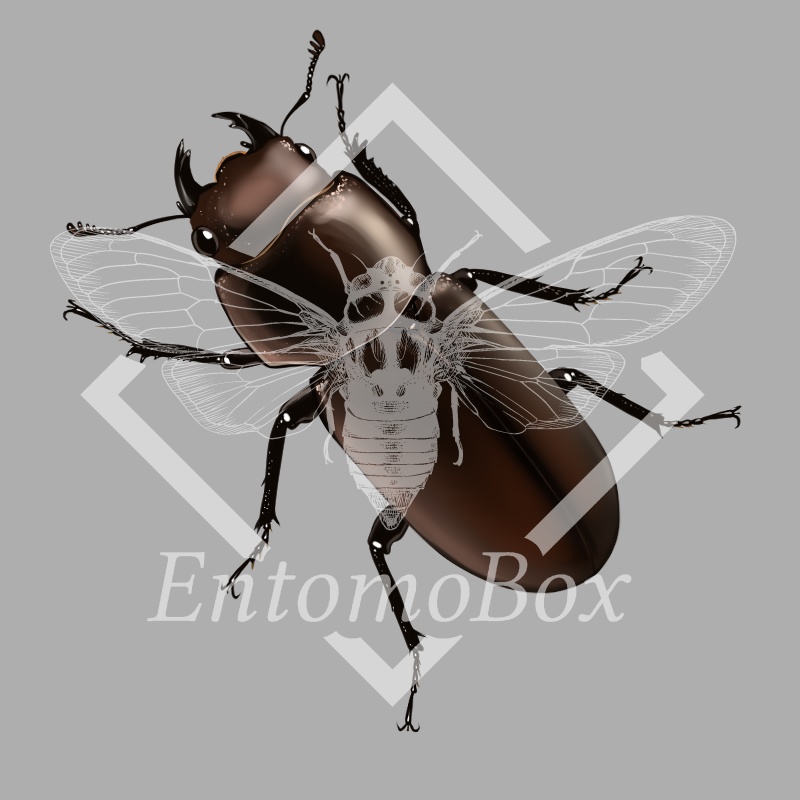 メタリフェルホソアカクワガタ(♂♀セット)