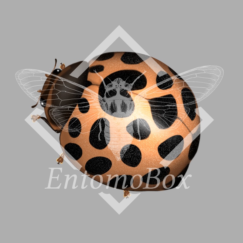 エゾアザミテントウ