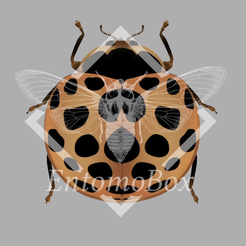 エゾアザミテントウ(地域変異型4種)