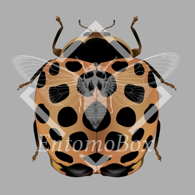 エゾアザミテントウ（地域変異型4種）