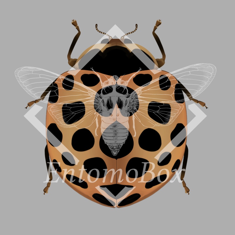 エゾアザミテントウ(地域変異型4種)