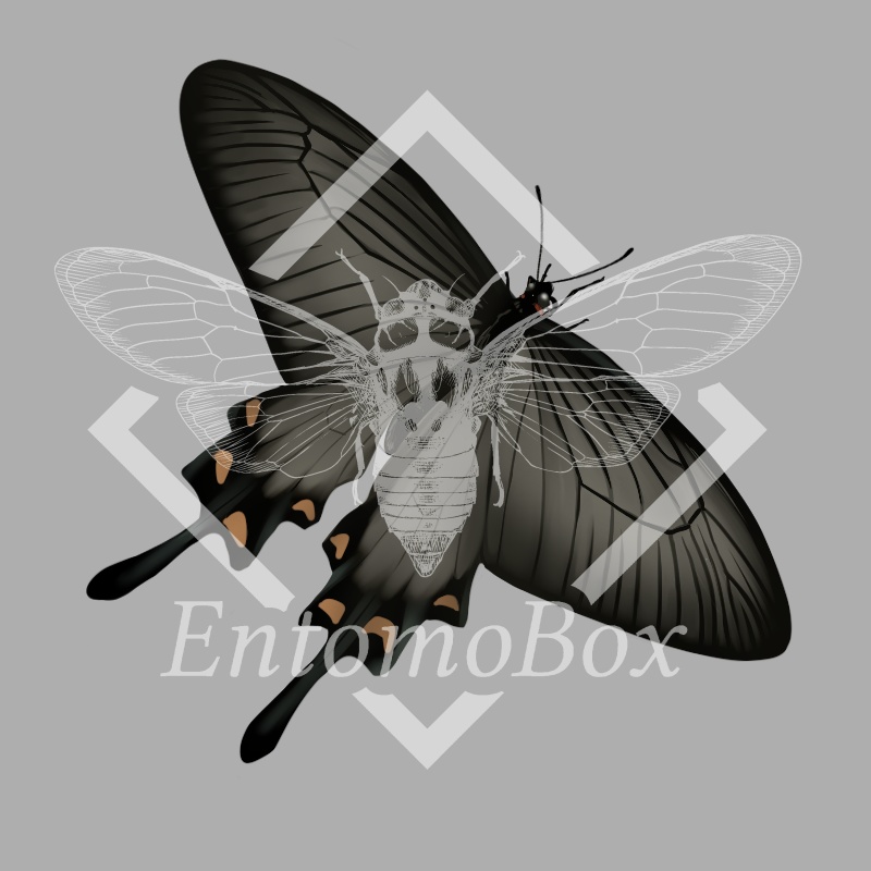 ジャコウアゲハ