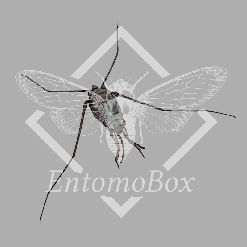 Asclepios apicalis