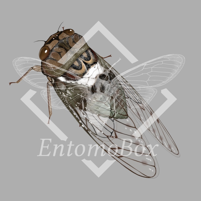 Brevisana brevis
