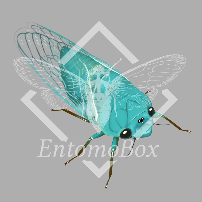 Cyclochila australasiae(6色セット)