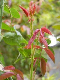 〈旧〉新しい短歌のために・短歌を味わう（中学２年）