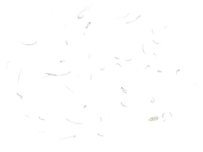 【APNG】白い彼岸花