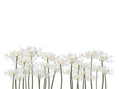 【APNG】白い彼岸花