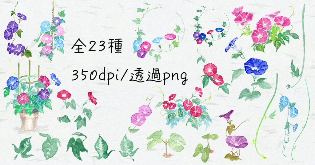 水彩素材08 日本朝顔セット