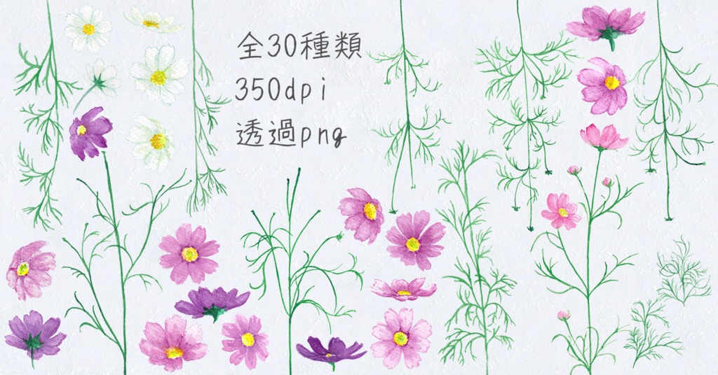 水彩素材14 秋の秋桜セット