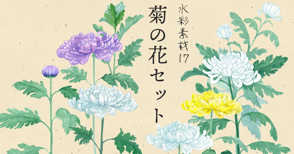 水彩素材17 菊の花セット