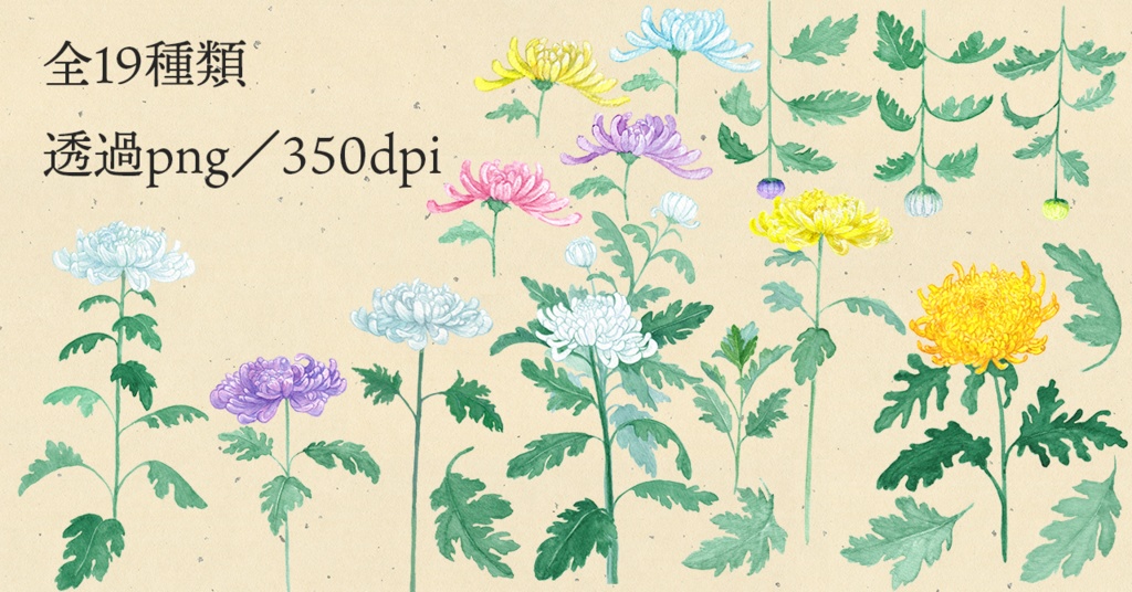 水彩素材17 菊の花セット