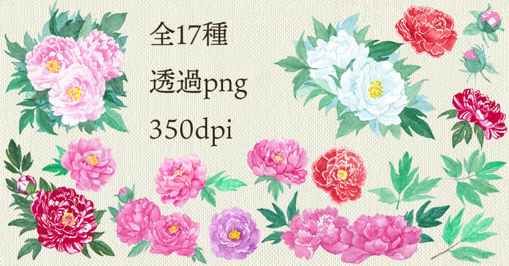 水彩素材19 牡丹セット