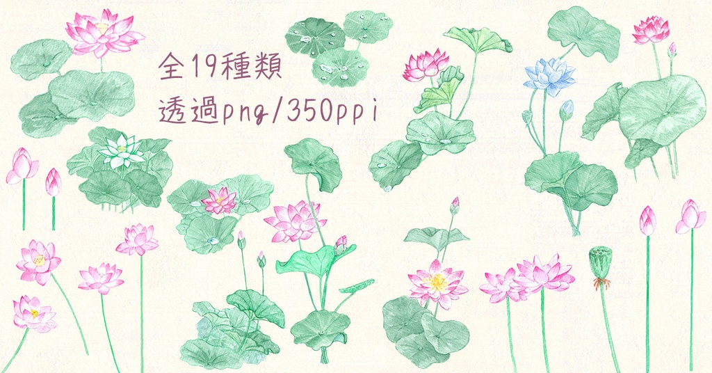水彩素材27 蓮の花セット