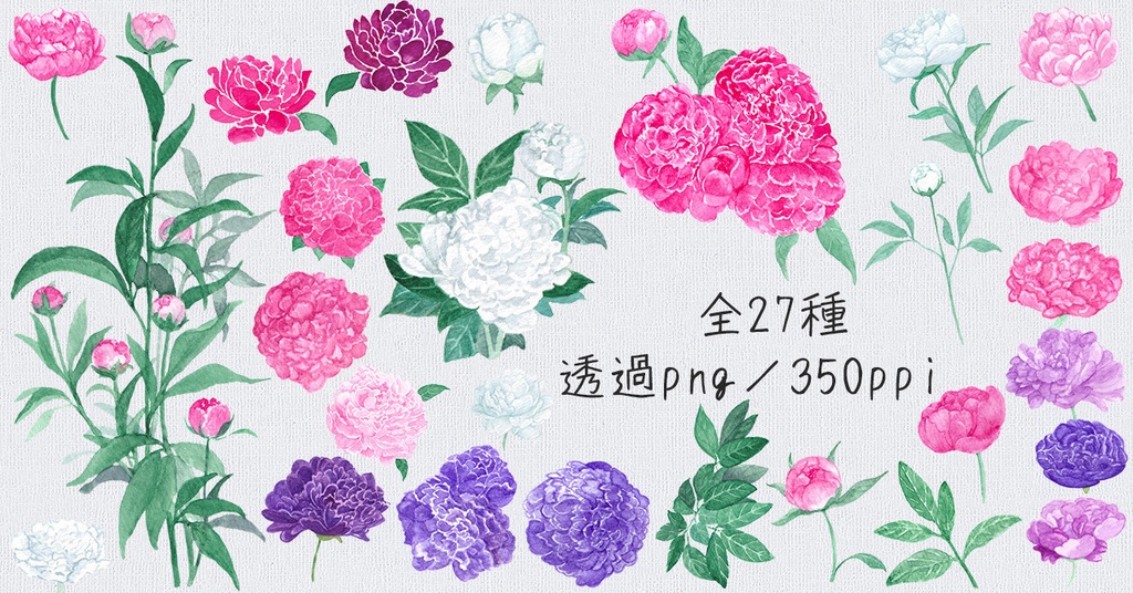 水彩素材29 芍薬セット