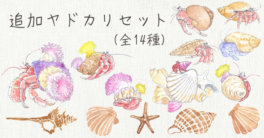 水彩素材44 貝殻セットと追加ヤドカリ