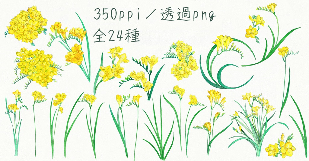 水彩素材45 フリージアセット