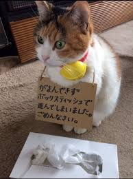 猫の謝罪