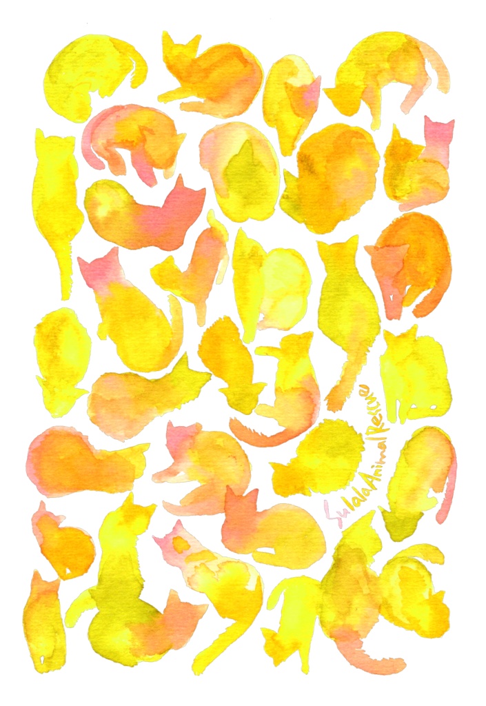 ガザ チャリティー Sulala Cat