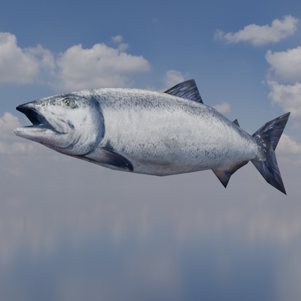 【無料】鮭っぽいの-salmon-3Dモデル