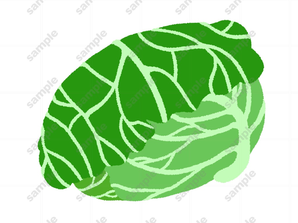 キャベツのイラスト素材