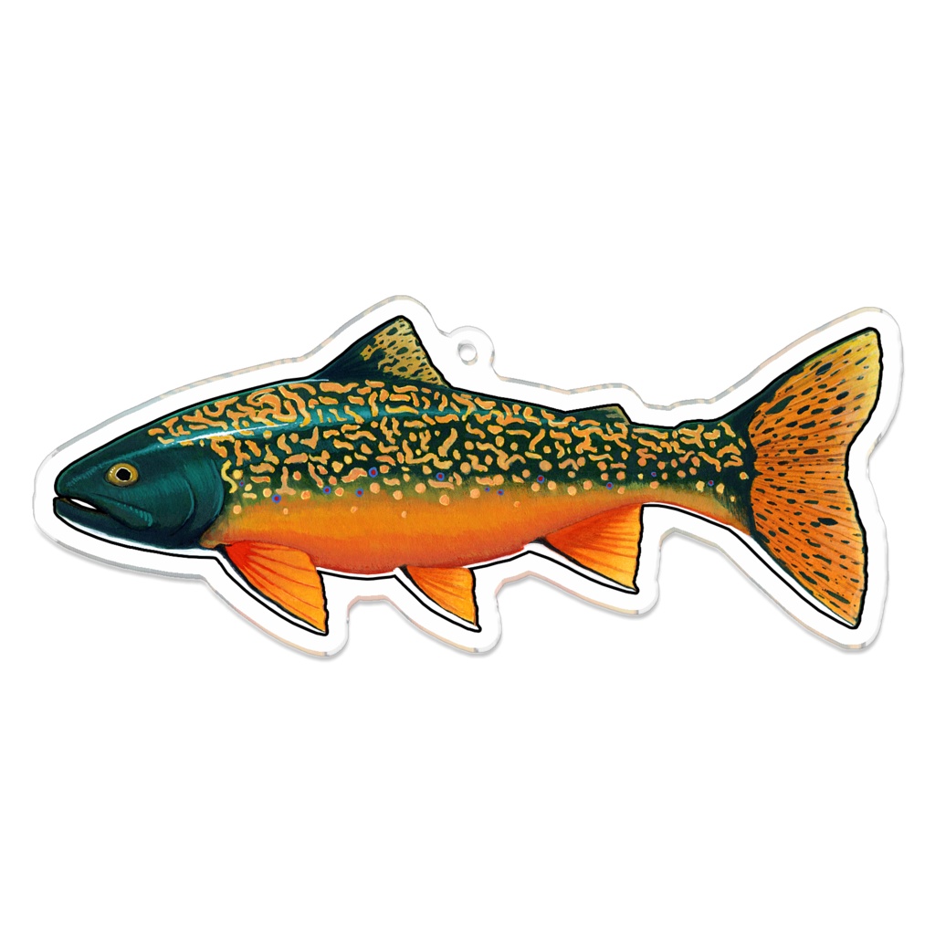 河鱒 Brook Trout