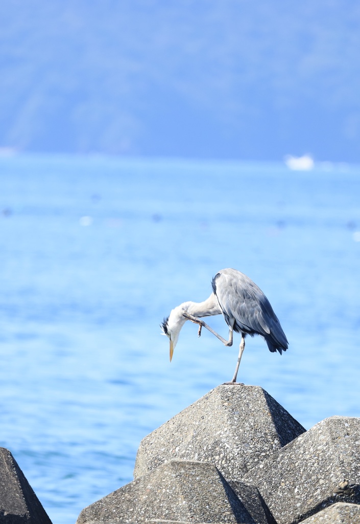 囀声を聞いている