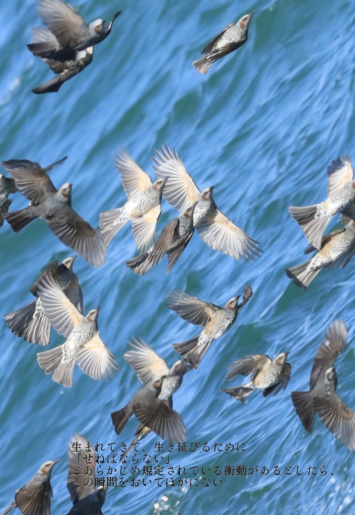 囀声を聞いている