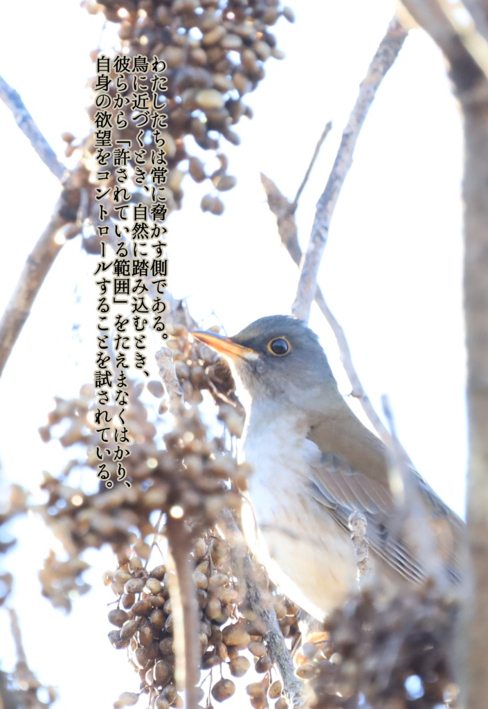 囀声を聞いている