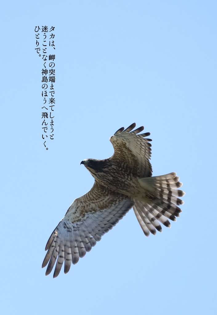 囀声を聞いている