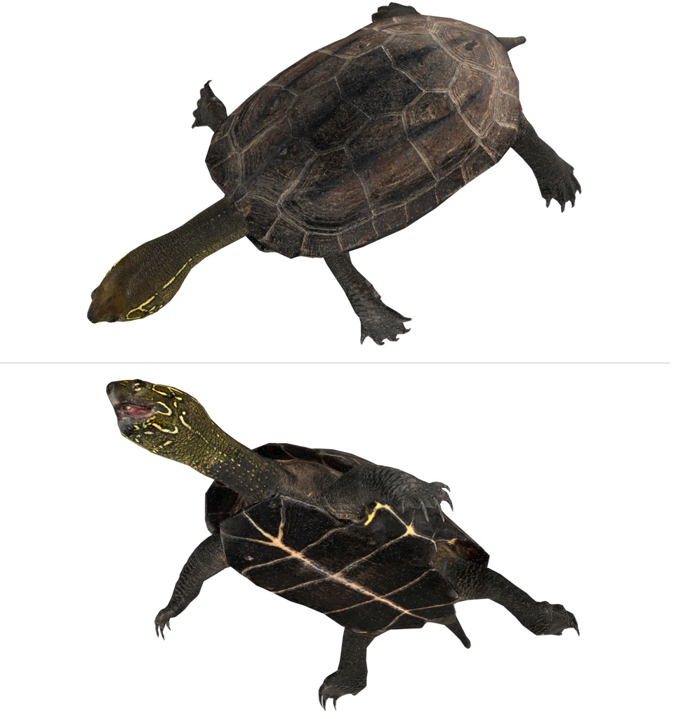 クサガメ3Dデータ