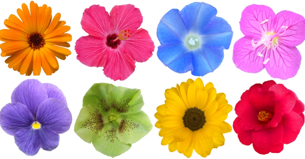 【透過PNG】お花の写真素材＋α【全447点】