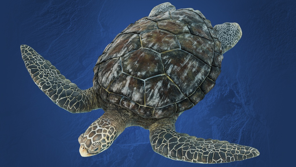 3Dモデル ウミガメ