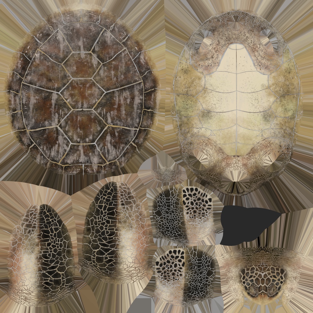 3Dモデル ウミガメ