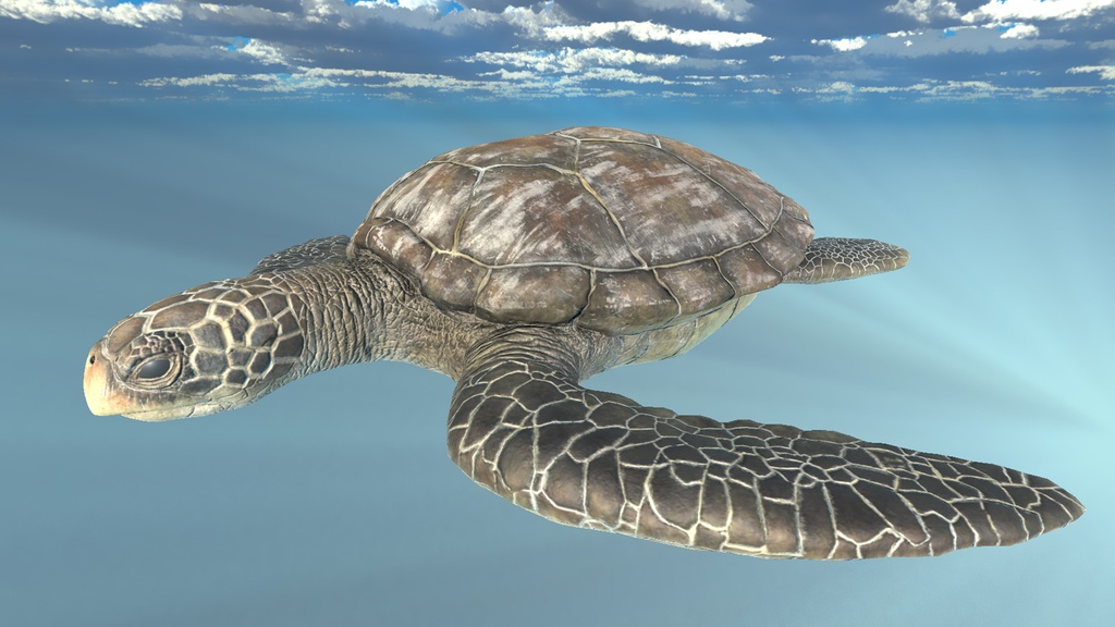 3Dモデル ウミガメ