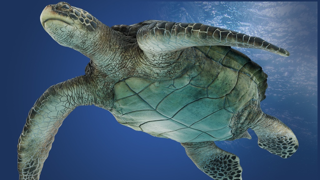 3Dモデル ウミガメ