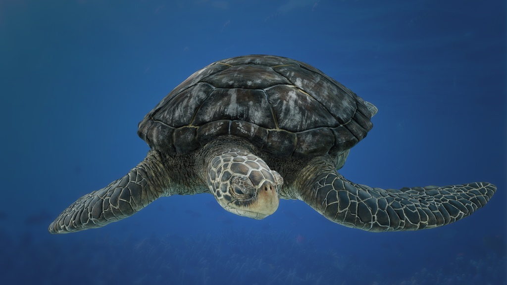 3Dモデル ウミガメ