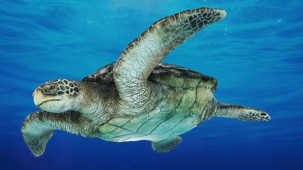 3Dモデル ウミガメ