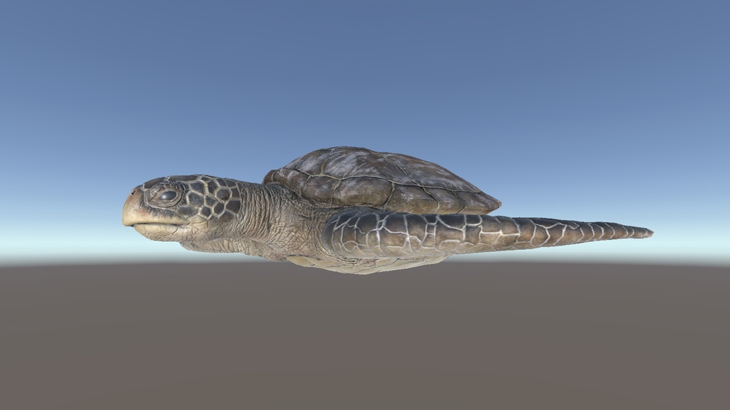 3Dモデル ウミガメ