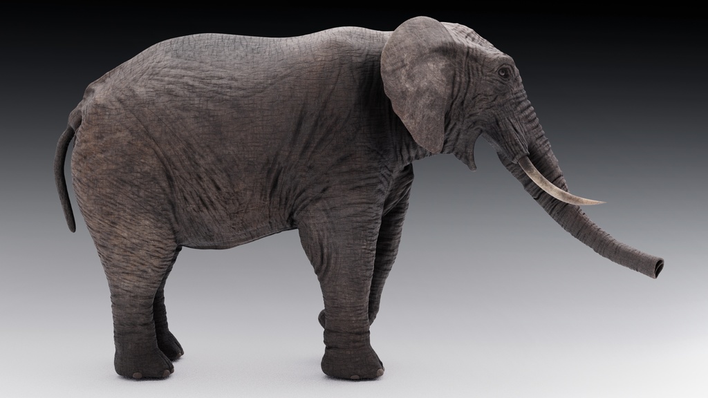 3Dモデル アフリカ象