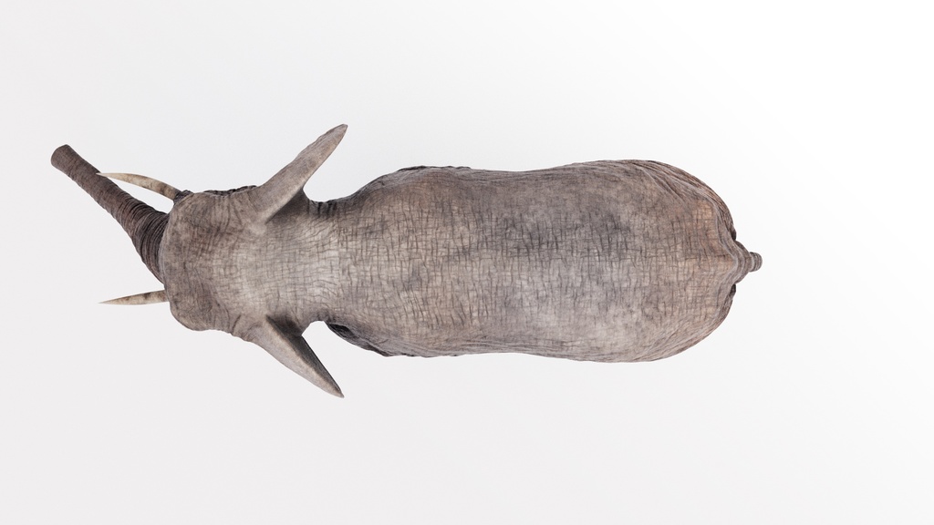 3Dモデル アフリカ象