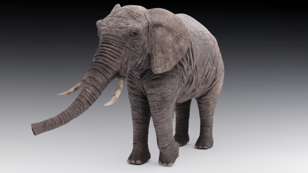 3Dモデル アフリカ象