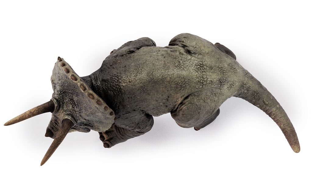 3Dモデル トリケラトプス