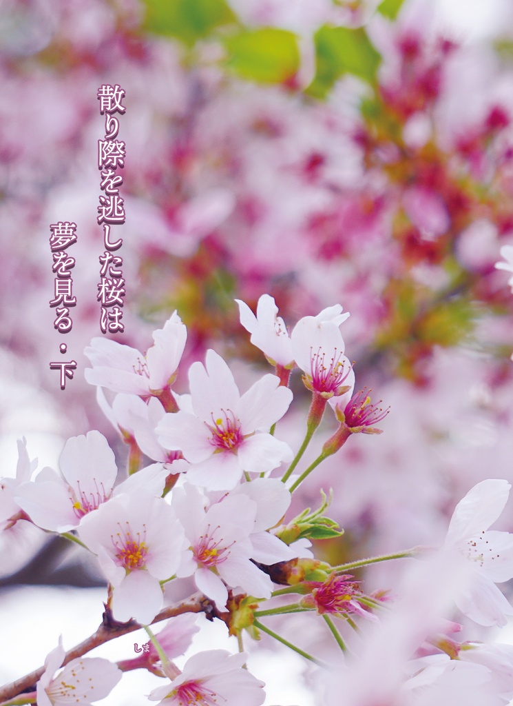 散り際を逃した桜は夢を見る・下